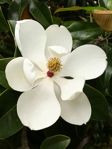 广玉兰|Magnolia grandiflora L., 广玉兰 (World flora)